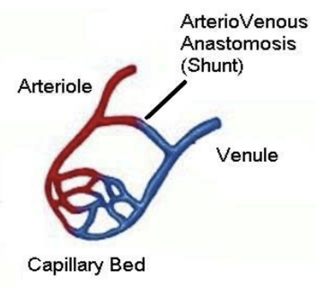 <p>artery connected to a vein, bypassing a capillary bed. Found in areas subject to frostbite, used when there is a risk of hypothermia</p>