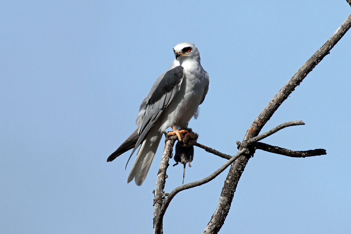<p>White-tailed Kite</p>