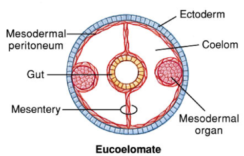 eucoelomate