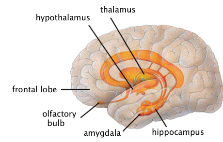 <p>hippocampus, amygdala, cingulate lobe</p>