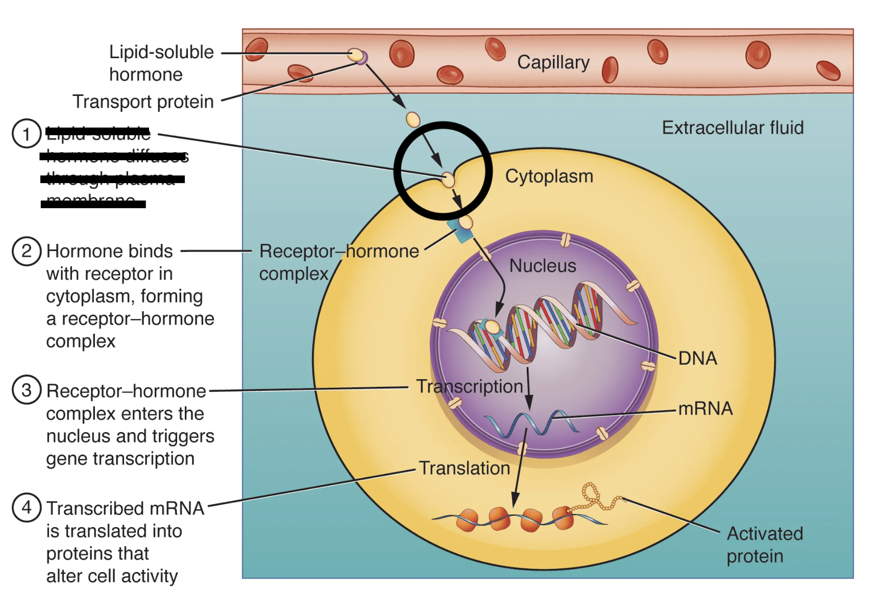 <p>What is step second of a lipid soluble hormone trying to reach it’s receptor?</p>