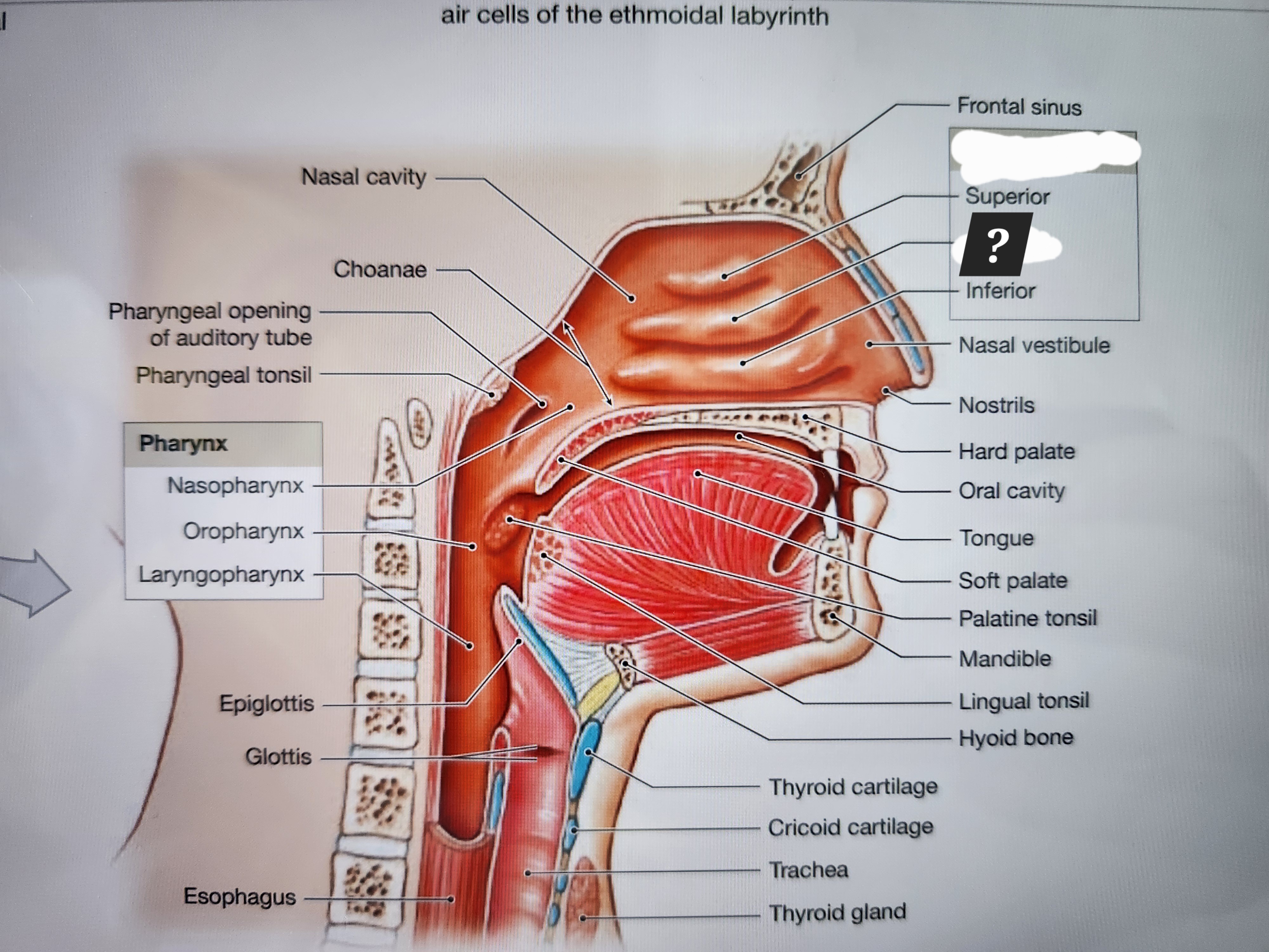 knowt flashcard image