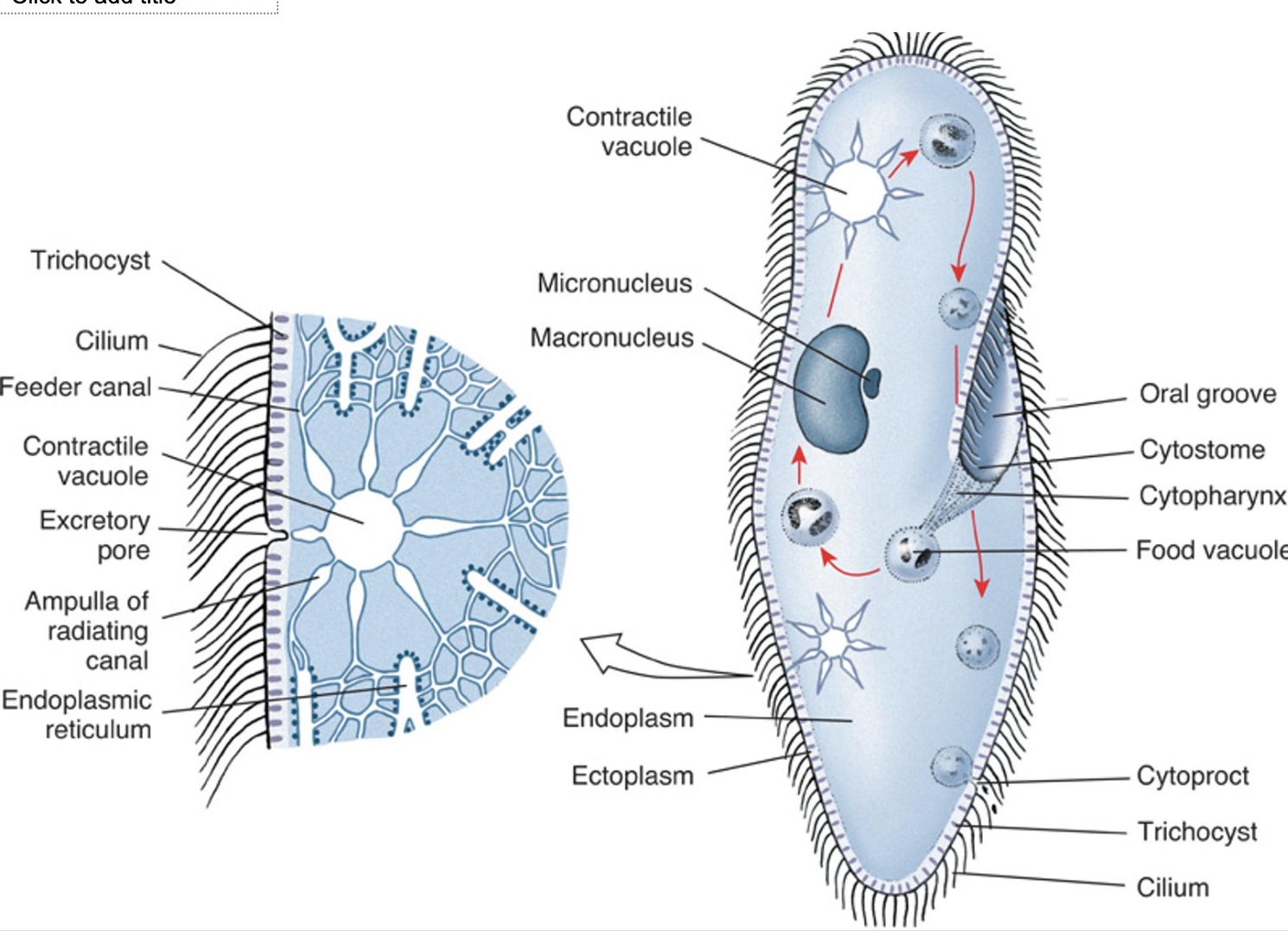 <ul><li><p>Most diverse protozoans; cilia for feeding/movement.</p></li><li><p>Dimorphic nuclei (macro + micro).</p></li><li><p>Example: <em>Paramecium, Stentor, Didinium, Vorticella, Balantidium coli</em>.</p></li></ul><p></p>