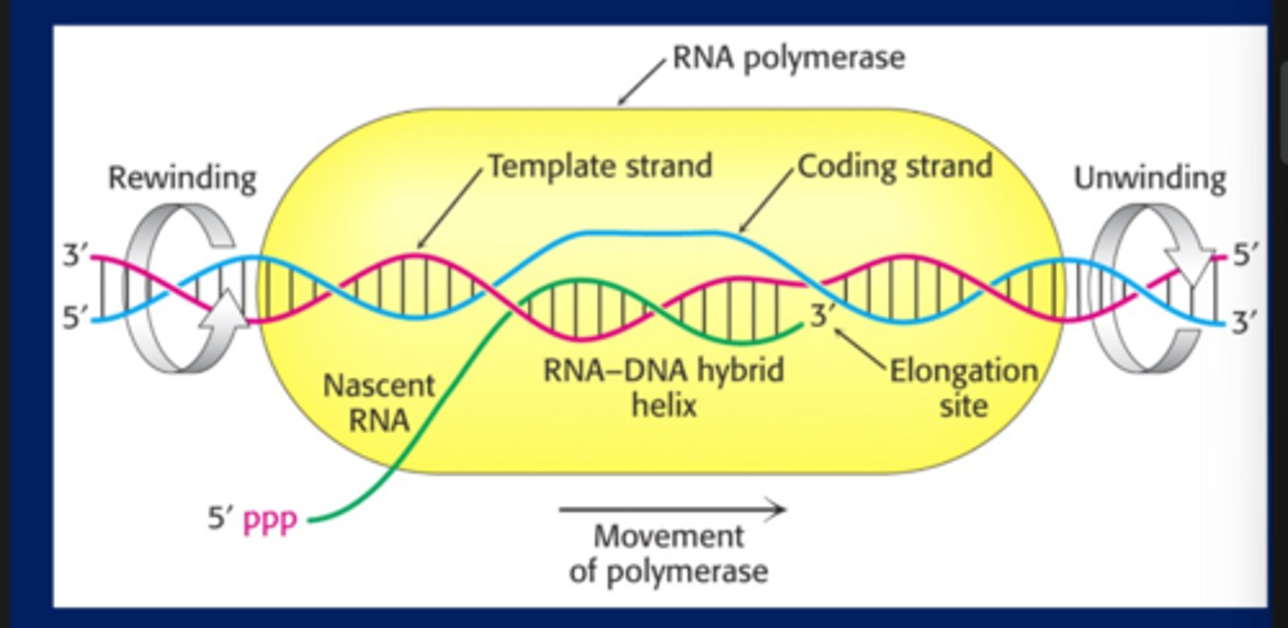<p>-RNA-DNA hybrid is very small, rest of RNA is unbound from DNA</p>