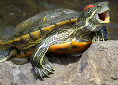 <p>How can you tell that this is a turtle?</p>