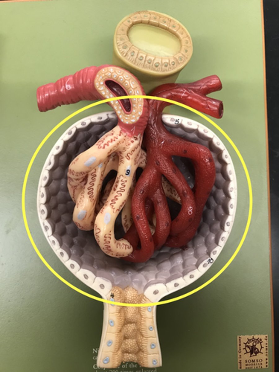 <p>The capsule and glomerulus together</p>