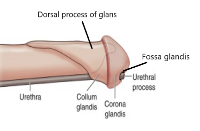 <p><strong>Type: </strong>Musculocavernous type penis; like dog and cat</p><p></p><p>Notable features:</p><ul><li><p><strong><u>Mushroom shaped</u>;</strong> has an expansion of corpus spongiosum over dorsal surface at tip</p></li><li><p>This ^ is where the GLANS are… has 3 regions:</p><ul><li><p>Neck (<u>collum</u> glandis)</p></li><li><p>Head (<u>corona</u> glandis)</p></li><li><p>Dorsal process over corpus cavernosum (SEE IMAGE)</p></li></ul></li><li><p>Urethral opening is located at the <strong>head of the corona glandis</strong></p><ul><li><p>Sits in <strong>CENTRAL FOSSA GLANDIS (or ditch)</strong></p></li><li><p>Urethral process sticks out from this (looks like a little button)</p></li></ul></li></ul><p></p>