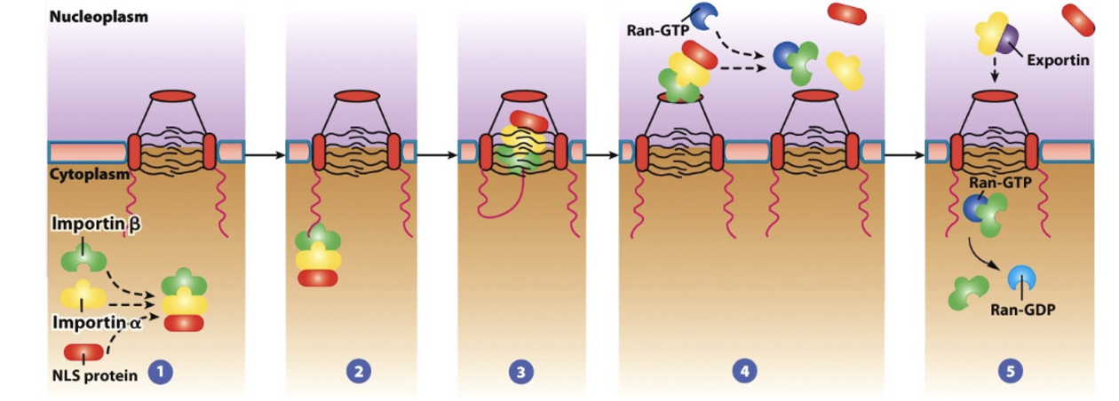 <p>Proteins synthesized in the cytoplasm are targeted for the nucleus by a <strong>nuclear localization signal (NLS)</strong>,<span style="color: green"> e.g. P-K-K-K-R-K-V having basic residues</span></p>