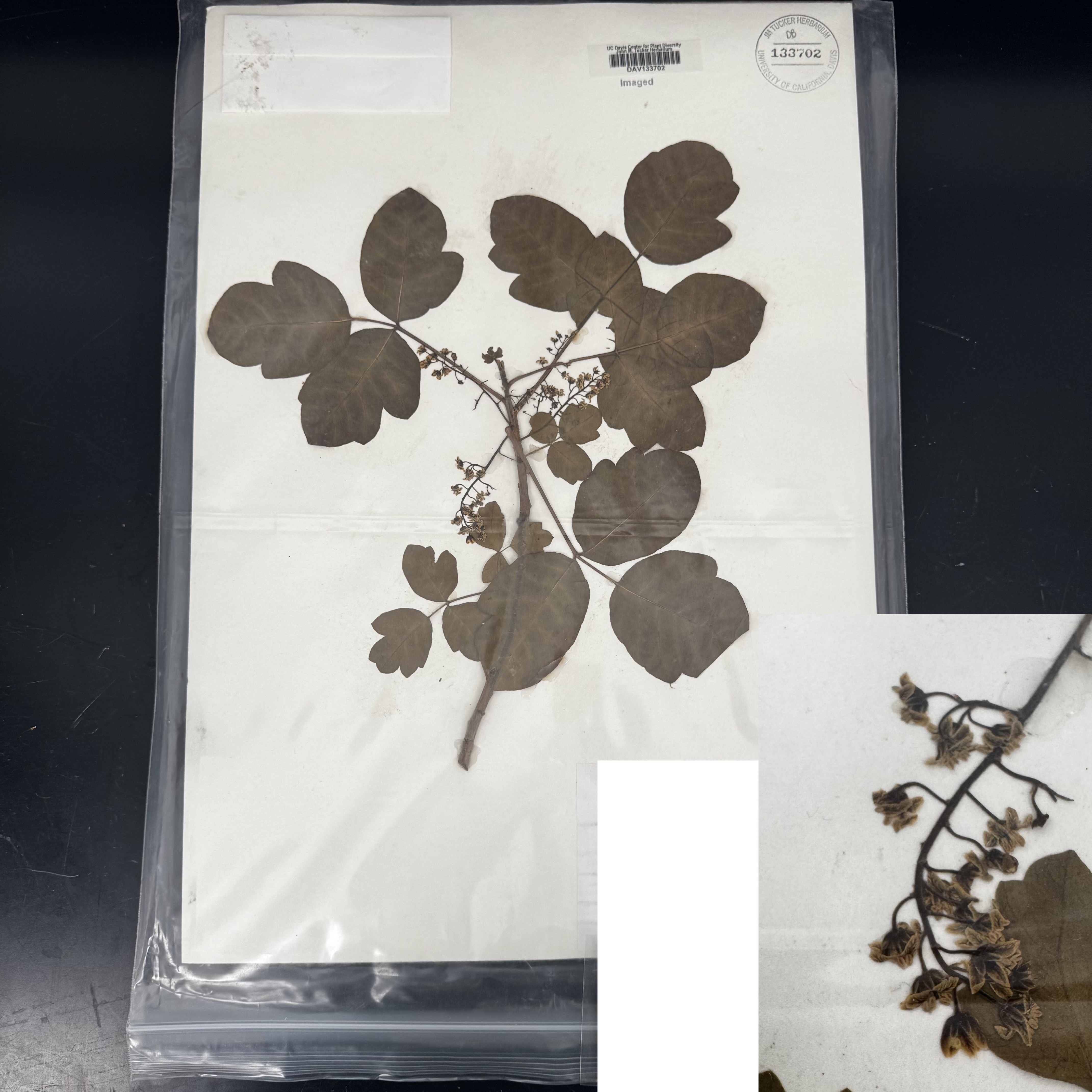 <p>What order, family, and genus?</p>