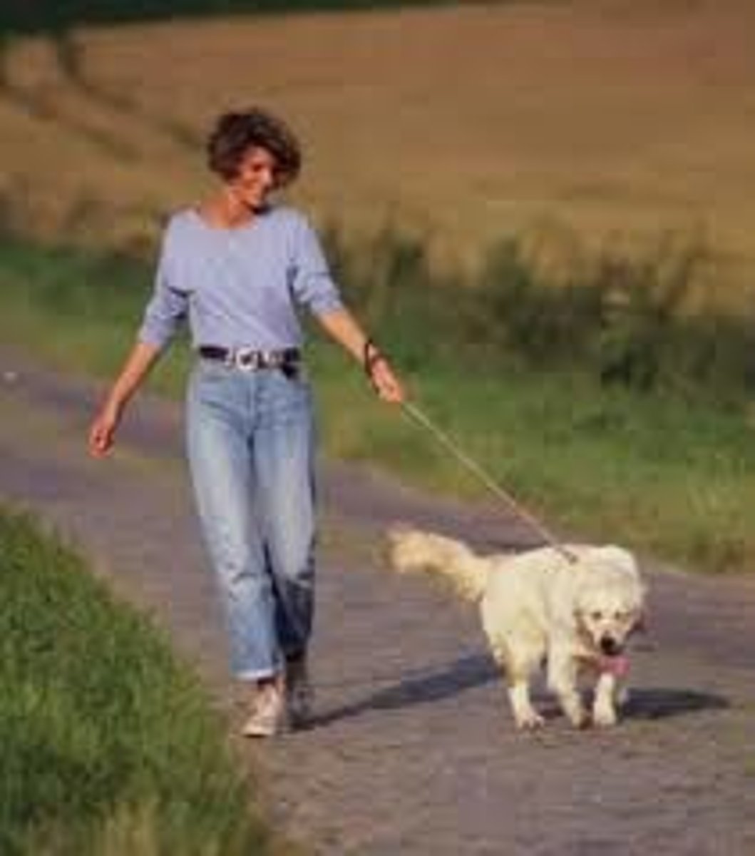 <p>I walk the dog</p>