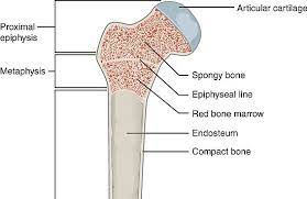 <p>-Consists of interwoven beams</p><p>-filled with red or yellow marrow and blood vessels </p>