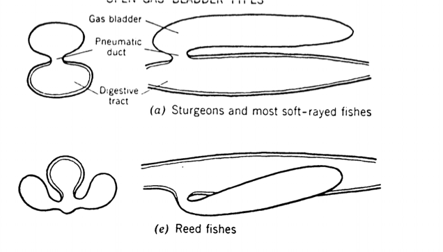 <p><span><strong><span>Physo</span><u><span>stomous</span></u></strong><span> Condition:</span></span></p><ul><li><p><span><span>Has pneumatic duct</span></span></p></li><li><p><span><span>duct allows air to move directly between the digestive system and the gas bladder</span></span></p></li><li><p><span><span>More basal/primitive condition</span></span></p></li><li><p><span><span>ex: sturgeons and many soft rayed fishes</span></span></p></li></ul><p></p><p><span><strong><span>Physo</span><u><span>clistous</span></u><span> Condition</span></strong></span></p><ul><li><p>No pneumatic duct; <span><span>connection to the esophagus has been lost</span></span></p><ul><li><p><span><span>Instead, gas exchange occurs internally</span></span></p></li></ul></li><li><p>more derived condition</p></li><li><p>ex: reed fishes</p></li></ul><p><br><span><span>physostomous is the ancestral and physoclistous is a later-evolved condition in bony fishes.</span></span></p>
