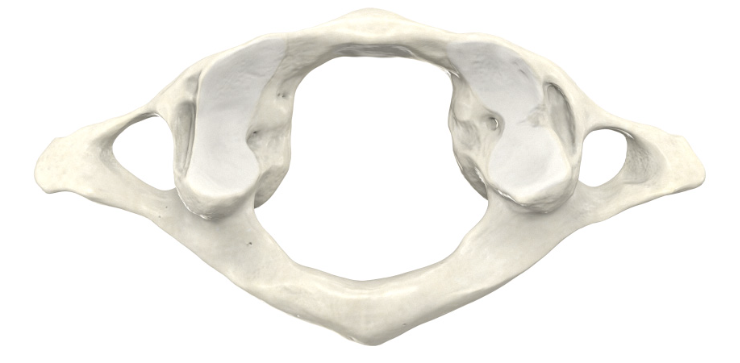 <p>The "ring" that supports the skull</p>