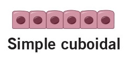 <p>location of simple cuboidal</p>