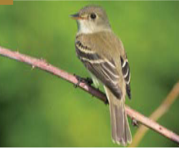 <p><span><span>Empidonax alnorum </span></span></p>