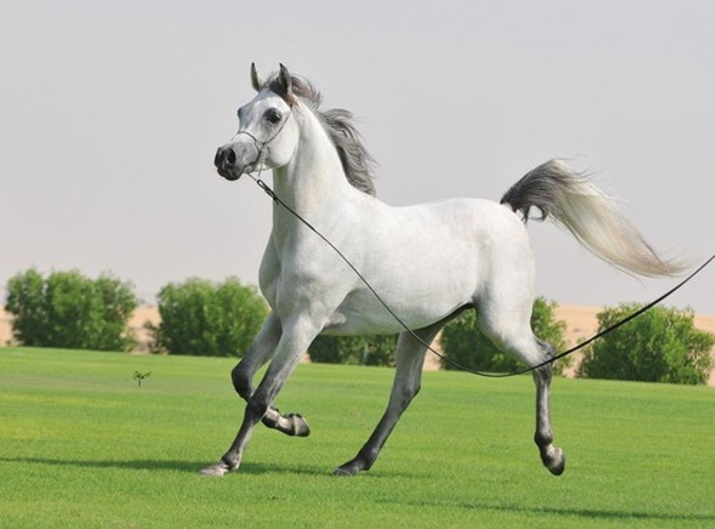 <p>A light horse breed originating from Saudi Arabia, known for its dish face and endurance.</p>
