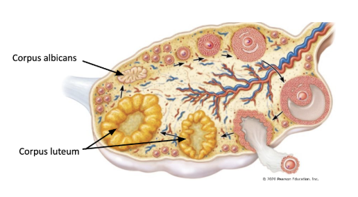 <p><span style="background-color: transparent;"><span>(on ~day 15-28)</span></span></p><ul><li><p><span style="background-color: transparent;"><span>after ovulation, remaining part of the follicle collapses, called </span><u><span>corpus luteum</span></u></span></p></li><li><p><span style="background-color: transparent;"><u><span>corpus luteum</span></u><span> persists as an endocrine gland, secretes </span><u><span>estrogen</span></u><span> and </span><u><span>progesterone</span></u></span></p><ul><li><p><span style="background-color: transparent;"><span>stimulate build up of endometrium in preparation for pregnancy</span></span></p></li></ul></li><li><p><span style="background-color: transparent;"><span>if there is no implantation, corpus luteum dies after 2 weeks and becomes scar like tissue (</span><u><span>corpus albicans</span></u><span>)</span></span></p></li></ul><p></p>