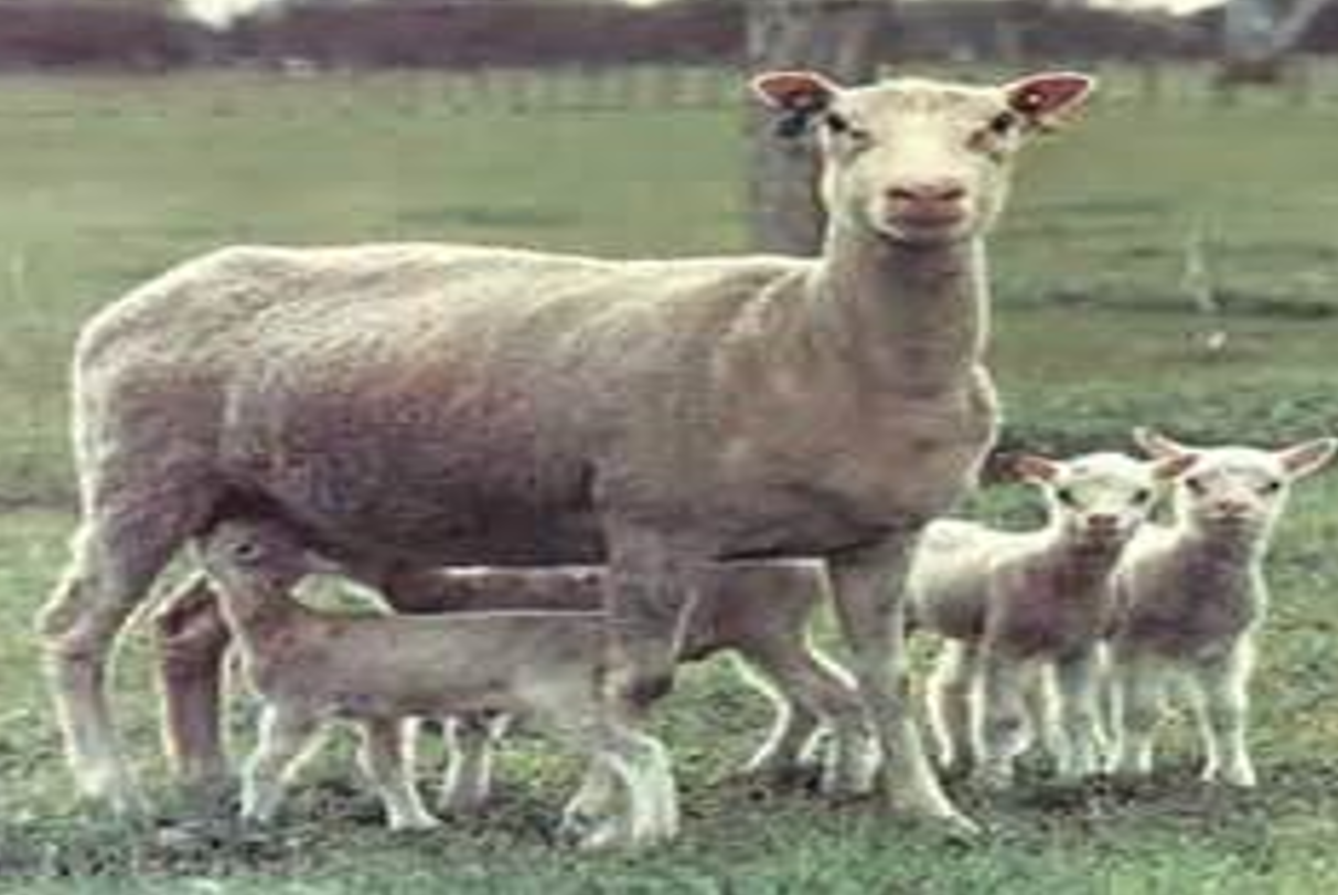 <ul><li><p>From Finland</p></li><li><p><strong>Adv: </strong>High fertility, milk well, good maternal instincts</p><ul><li><p>High lamb survivability</p></li><li><p>Usually can produce <strong>4-5 lambs</strong></p></li><li><p>Very tough</p></li></ul></li><li><p><strong>Dis: Small, no muscle</strong></p></li><li><p>Tails and <strong>NOT </strong>docked</p><ul><li><p>They are born with short tails</p></li></ul></li><li><p><strong>Rams and Ewes are Polled</strong></p></li></ul><p></p>