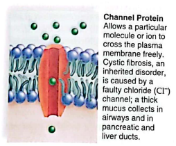 <p>help move molecules and substances across a membrane</p>