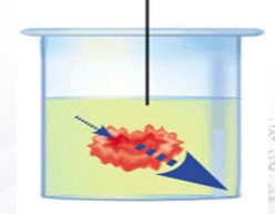 <p>what solution is added</p><p>and what is its conc.</p><p>and what happens to the cell</p>