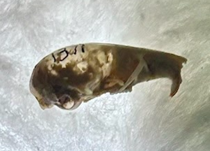 <p>Common Name?</p><p>Family?</p><p>Genus?</p>