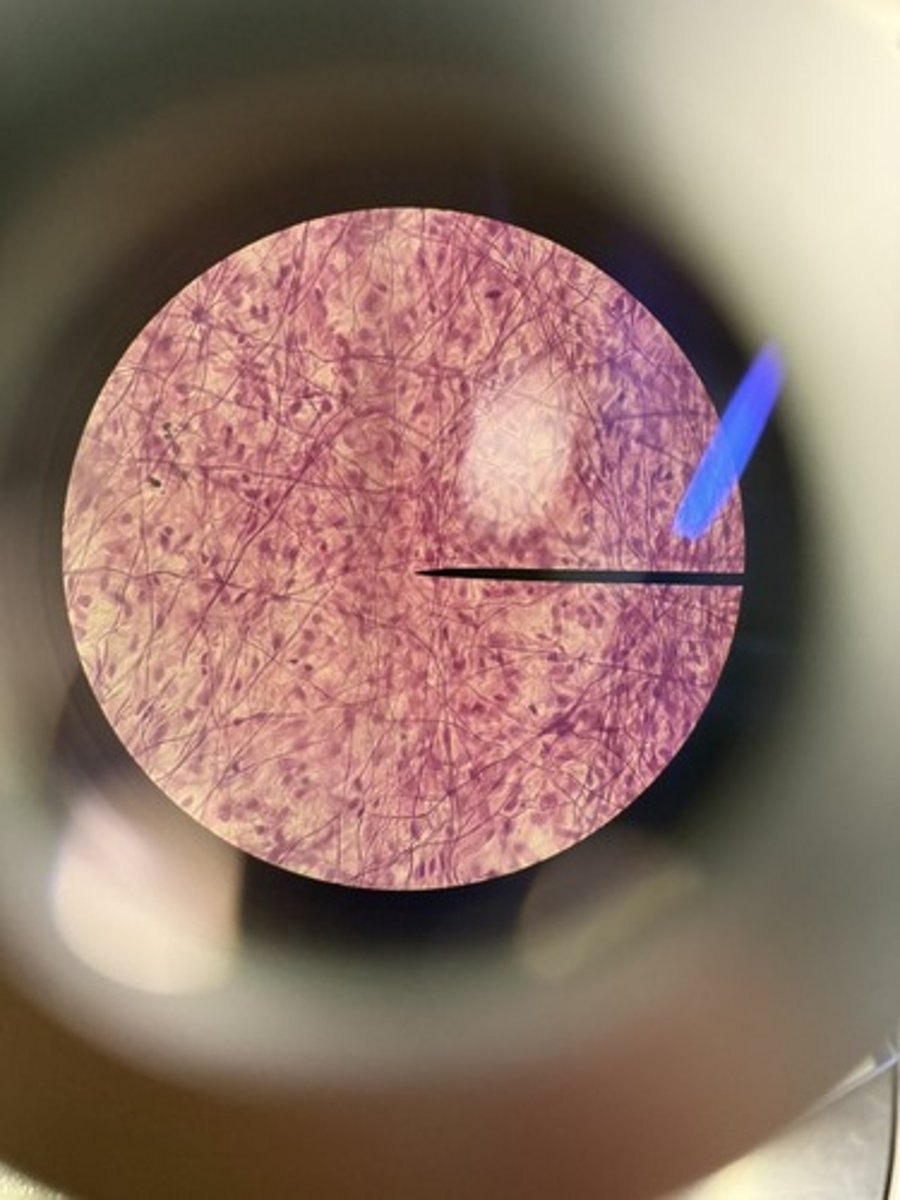 <p>Areolar connective tissue</p>