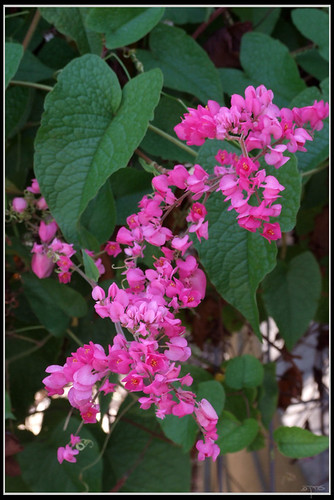 <p>Coral Vine (Polygonaceae)</p>