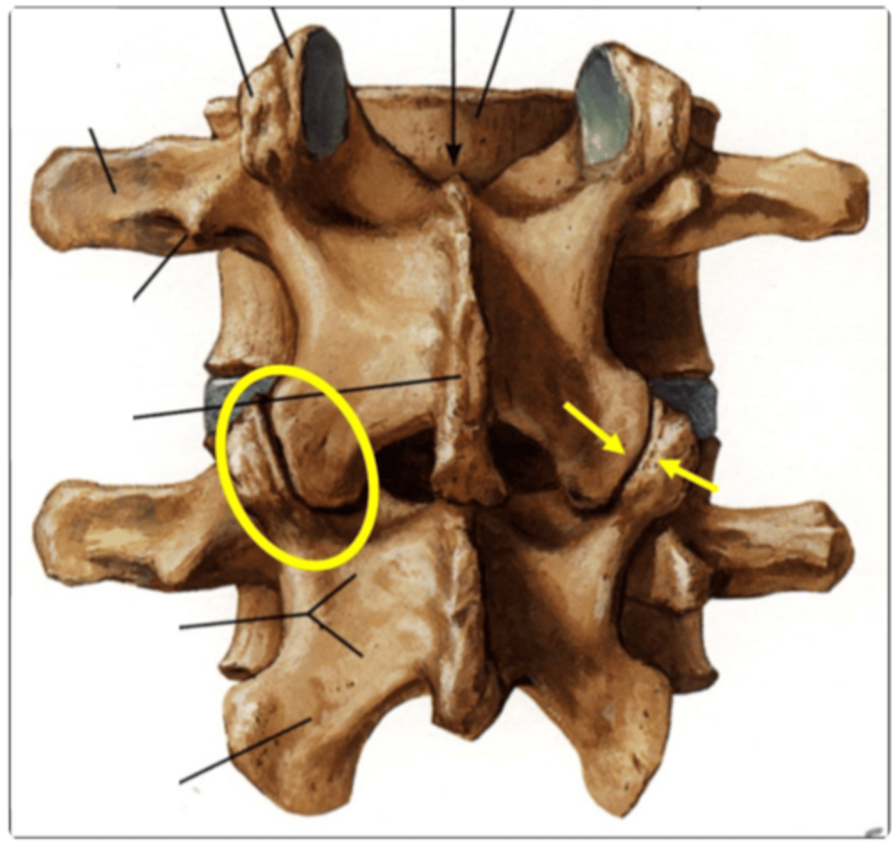 <p>plane synovial joints with joint capsule present</p><p>*formed by superior articulating surface of the lower segment and the inferior articulating surface of the upper segment</p>