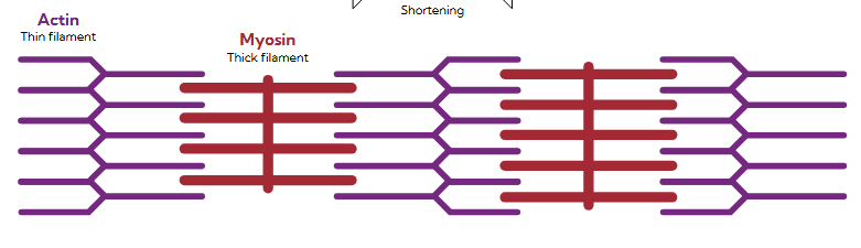 <p>smallest unit of muscle contraction where actin (thin filament) and myosin (thick filament) interact to create force</p><p>muscle is always trying to shorten but sometimes it does not succeed due to the force not being able to overcome the load</p>