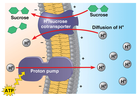 <p>when active transport of a solute indirectly drives transport of other substances</p><ul><li><p>downhill solute diffusion coupled to uphill transport of a second substance against its own concentration gradient</p></li><li><p>ex: plant cells use proton pumps to generate an H+ gradient across cell membrane; cotransporter couples movement of H+ back down concentration gradient to the active transport of sucrose into the cell = how plants load sucrose into their veins for transport around plant body</p></li></ul><p></p>