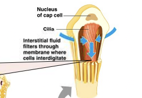 <p>How is urine formed in Protonephridia?</p>