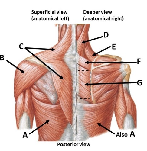 <p>D (Posterior)</p>