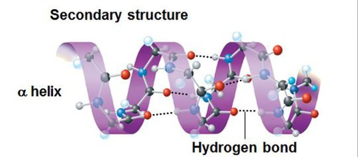 <p>A spiral shape that is one form of the secondary structure of proteins; arising from a specific hydrogen-bonding structure.</p>