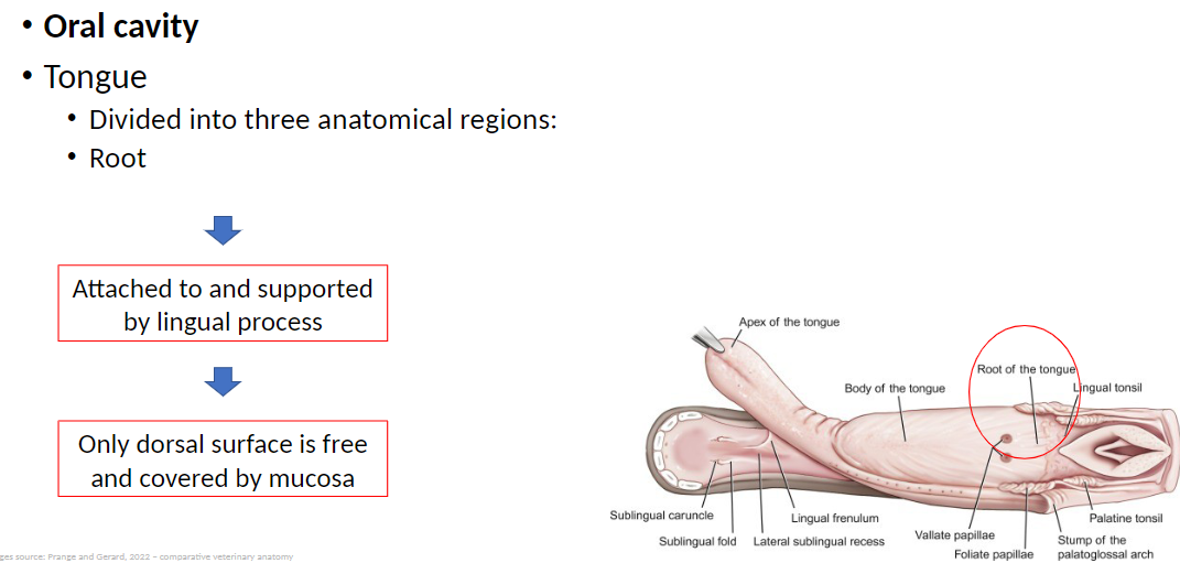 <p><strong>Root</strong>: The posterior (back) part of the tongue that connects to the throat<br> Attached to and supported by the lingual process (a bony structure that anchors the tongue to the skull and hyoid apparatus)<br> Only the dorsal surface (top) is free and covered by mucosa, while the rest is attached, providing stability during swallowing</p>