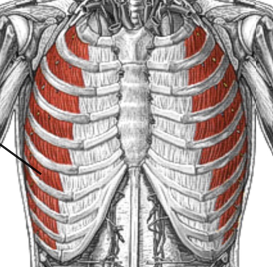 <p>Which muscle of respiration is:</p><ul><li><p>Over internal intercostal, between ribs</p></li><li><p>Action: raise ribs - inhalation</p></li><li><p>Nerve: <span style="color: yellow;">intercostal</span> nerves</p></li></ul><p></p>