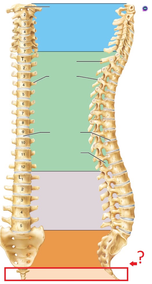 <p>4 fused bones</p>