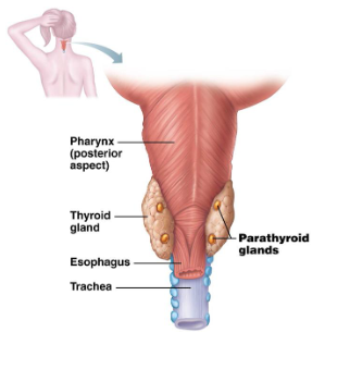 <ul><li><p><strong>Parathormone (PTH)</strong></p></li></ul><p></p>