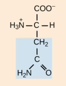 <p>polar, uncharged R groups</p>