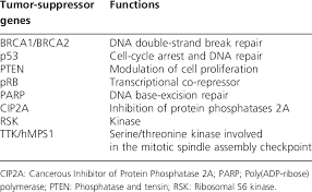 <ul><li><p>p53</p></li><li><p>RB</p></li><li><p>BRCA1/BRCA2</p></li><li><p>PTEN</p></li></ul><p></p>