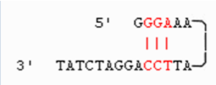 <p>(primer design) complementary primer sequences</p>