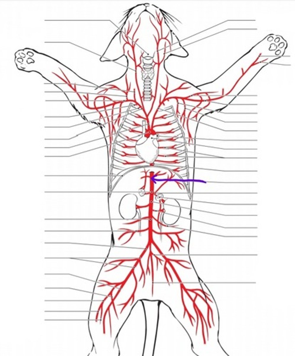 <p>identify the artery</p>