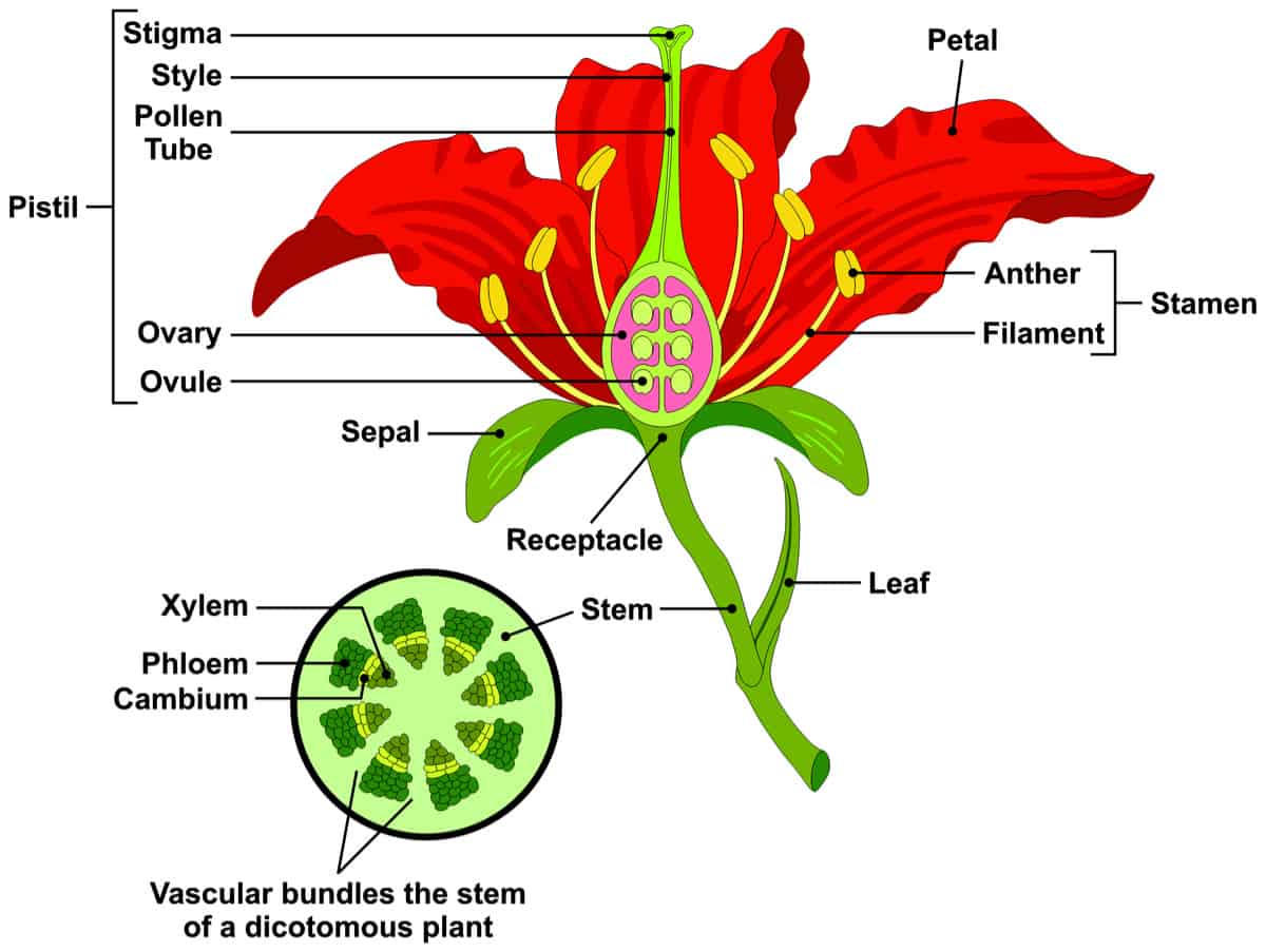 <p>Which part of a flower is the male part?</p>