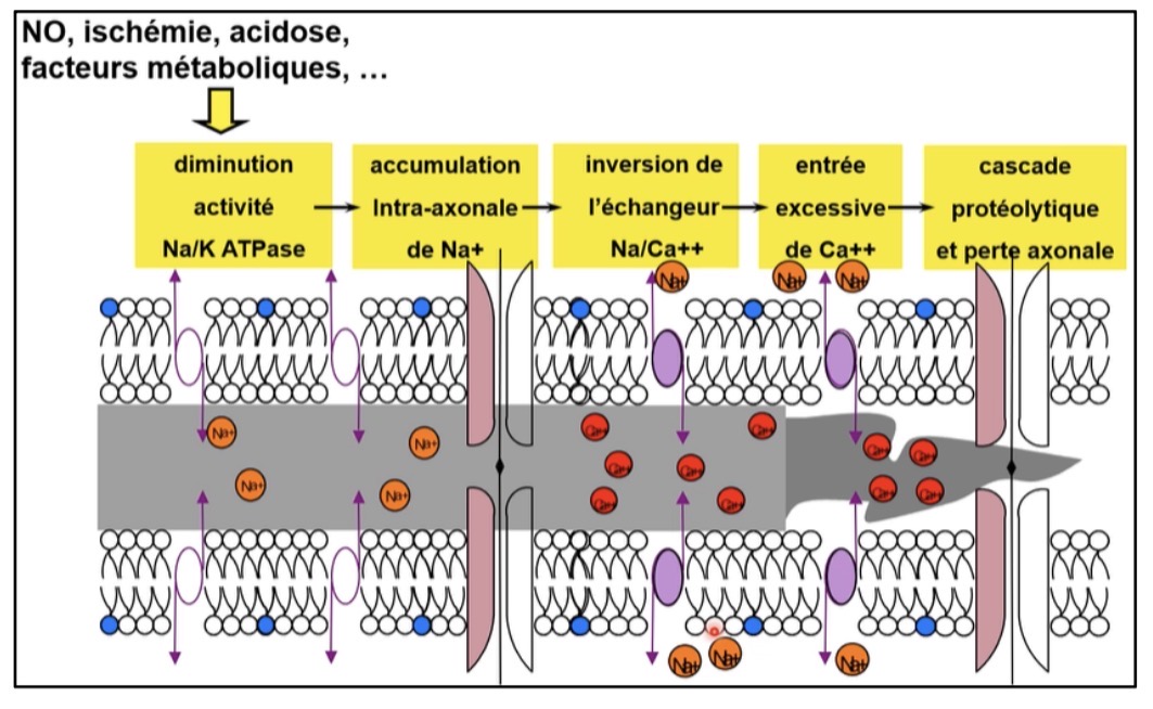 <p>Si pas assez ATP (ischémie,acidose…) : le sodium s'accumule dans l'axone car dépend principalement de ce mécanisme.</p>