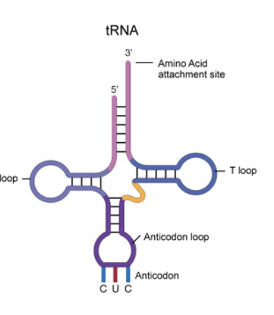 <p><span style="background-color: transparent; font-family: "Proxima Nova", sans-serif;"><span>The ribosome moves down the mRNA in the 5’ to 3’ direction</span></span></p>