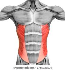 <p>ventral/lateral abdominal </p>