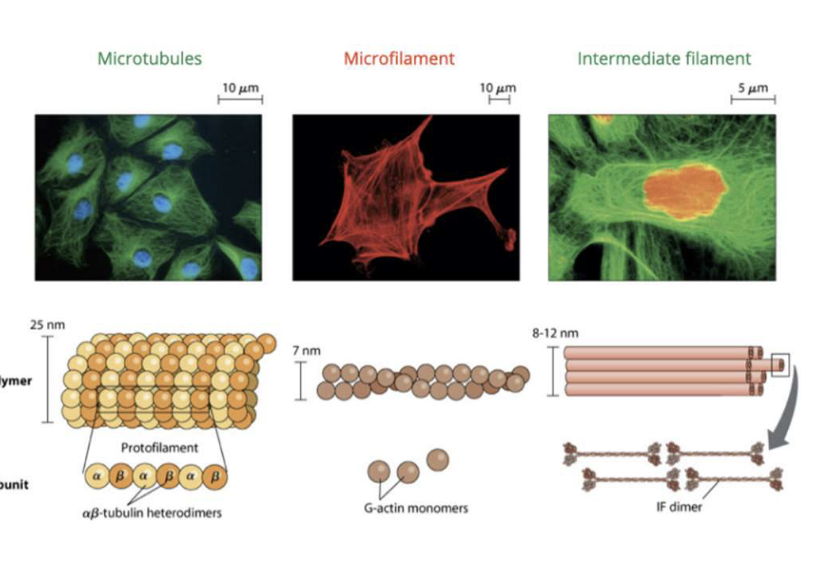 <p>A network of protein filaments that help provide structural support, maintain cell shape, cell movement and chromosome segregation </p>