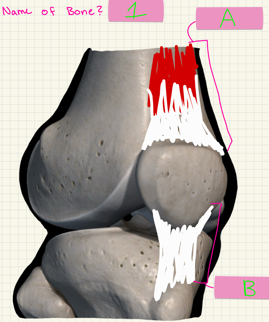 <p>What’s 1 &amp; A-B?</p>