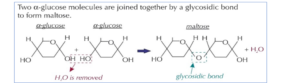 <ol><li><p>Carbohydrates</p></li><li><p>Glycosidic</p></li></ol>