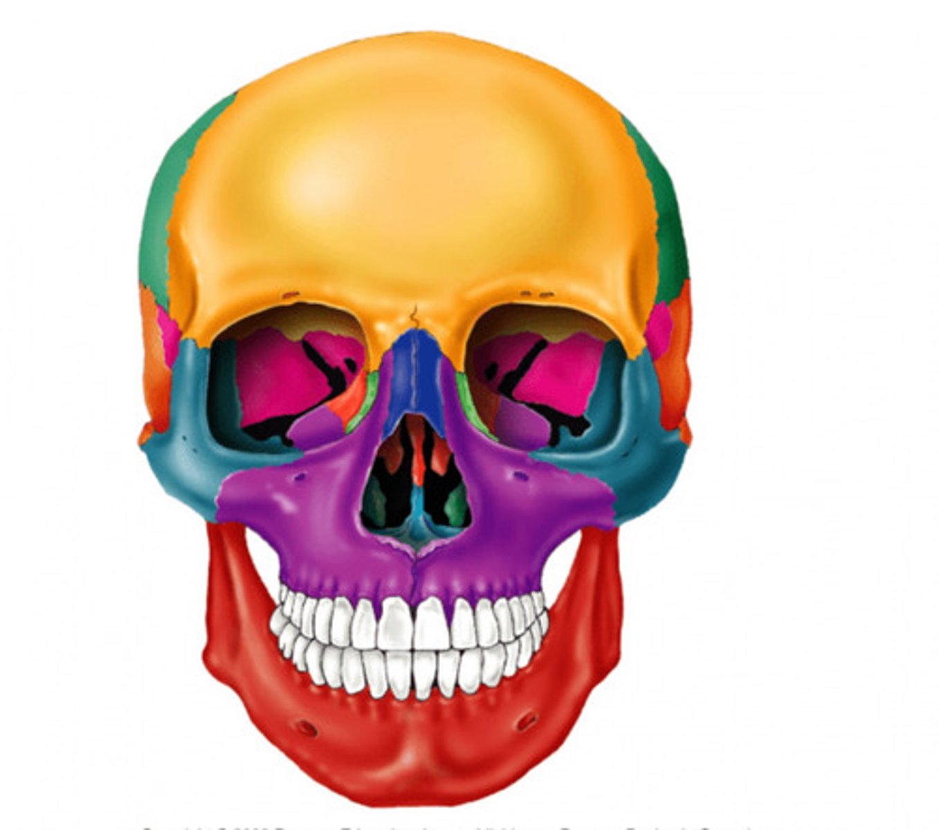 <p>What bone is colored in yellow?</p>