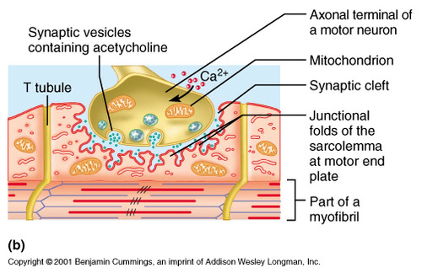 <p>specialized part of a muscle fiber membrane at a neuromuscular junction</p>